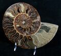 Beautiful Wide Split Ammonite Pair #5951-3